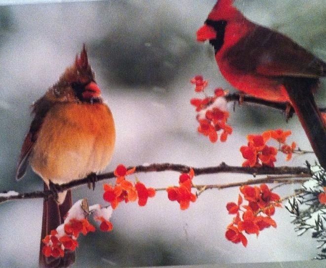 WINTER RED BIRDS