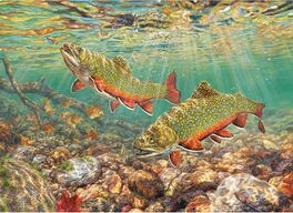 BROOK TROUT