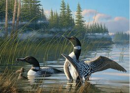 COMMON LOONS